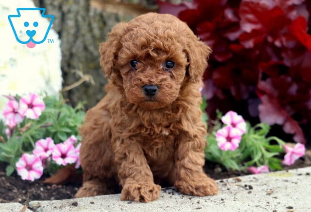 Tiny Mini Poodle puppy with soft curly red fur sitting near pink petunias and red foliage in a garden setting. image