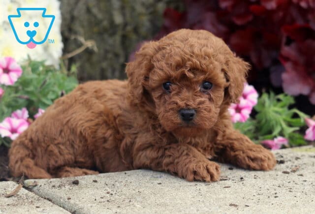 Mini Poodle puppy with curly red fur lying down on a stone path beside pink flowers and red leaves near a tree trunk. image