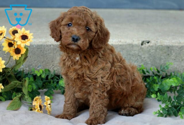 Mini Goldendoodle puppy with a rich red curly coat sitting on a soft blanket beside yellow sunflowers and green leaves, looking curiously at the camera. image