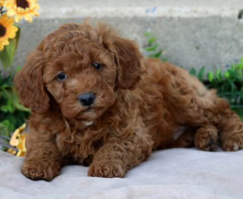Jojo Mini GOldendoodle2
