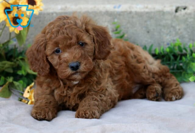 Mini Goldendoodle puppy lying on a beige blanket near yellow sunflowers and green plants, tilting its head slightly with a soft red curly coat. image
