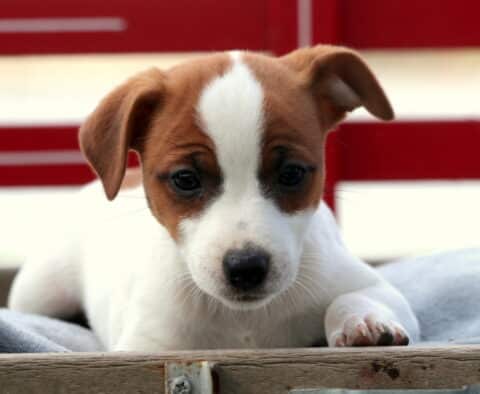 Cute Jack Russell puppy with a brown and white face resting its paws on a wooden crate, gazing down sweetly with a red background behind it.
