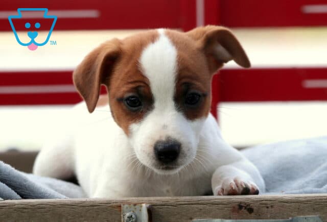 Cute Jack Russell puppy with a brown and white face resting its paws on a wooden crate, gazing down sweetly with a red background behind it. image