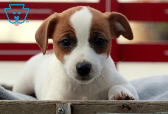 Sweet Jack Russell puppy with a white face and brown markings resting its paws on a wooden crate, looking directly into the camera with gentle eyes. image
