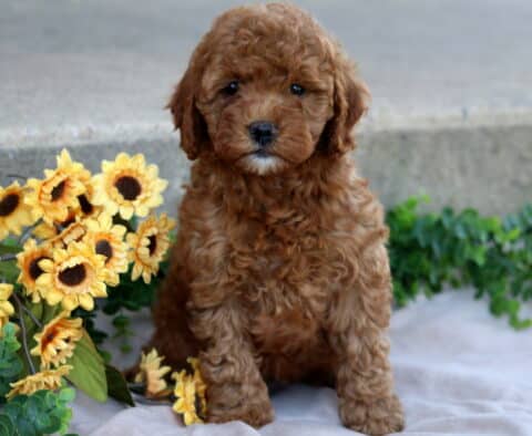Josie Mini Goldendoodle