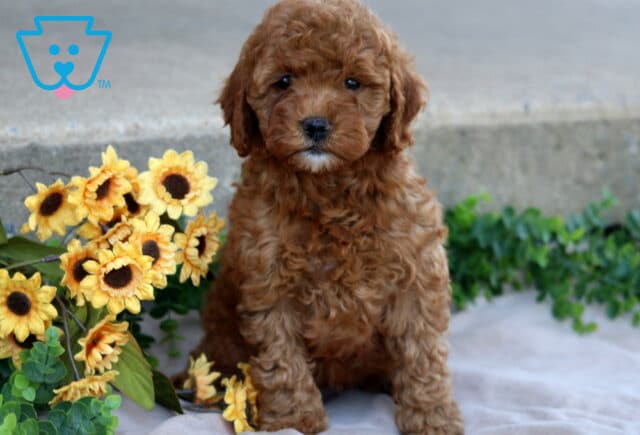 Josie Mini Goldendoodle image