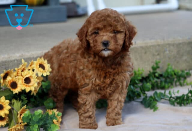 Josie Mini Goldendoodle2 image