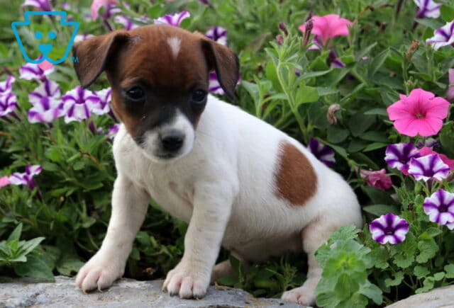 Adorable Jack Russell puppy with a brown head and white body sitting among bright purple and pink flowers, looking sweet and curious. image