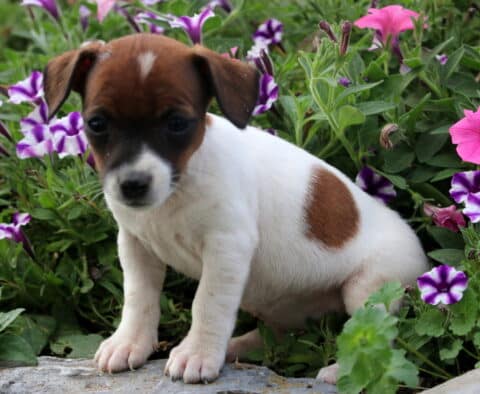 Small Jack Russell puppy with a brown head and white coat sitting on a stone path surrounded by pink and purple flowers, looking calm and curious.