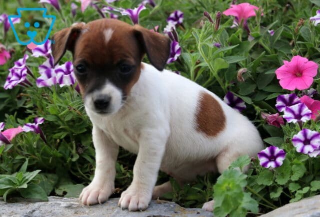 Small Jack Russell puppy with a brown head and white coat sitting on a stone path surrounded by pink and purple flowers, looking calm and curious. image