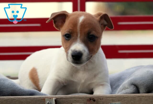 Adorable Jack Russell puppy with a brown and white coat lying on a soft gray blanket in a wooden crate, looking curiously at the camera. image