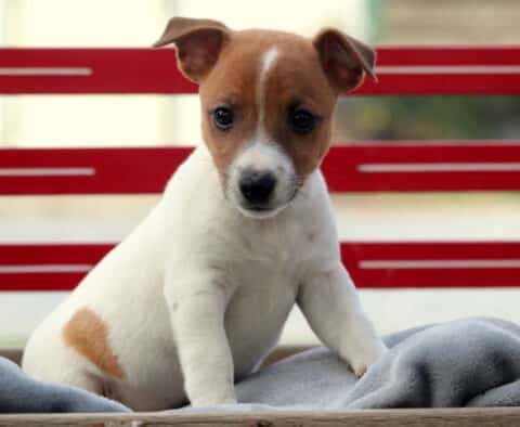 Playful Jack Russell puppy with a brown head and white body sitting on a soft gray blanket in a wooden crate with a red background, looking alert and curious.