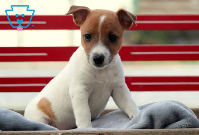 Playful Jack Russell puppy with a brown head and white body sitting on a soft gray blanket in a wooden crate with a red background, looking alert and curious. image