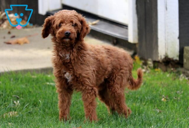 Justin Mini Poodle Mel Blank image