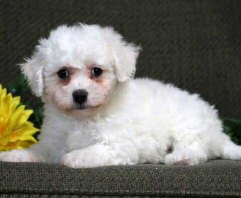 Kara Bichon