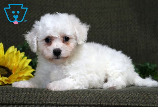 Kara Bichon image