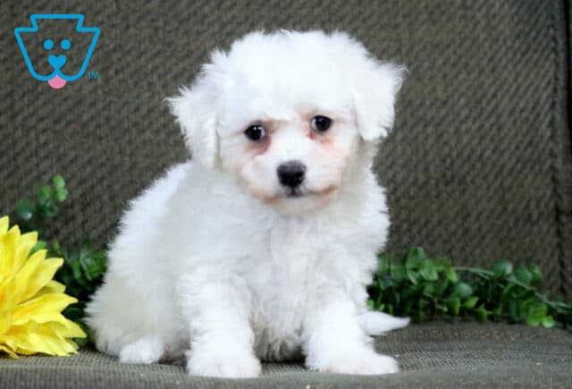 Kara Bichon2 image