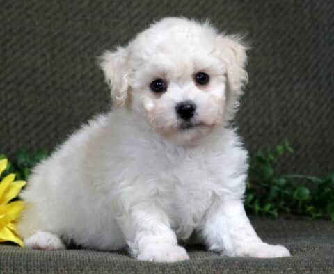 Kash Bichon