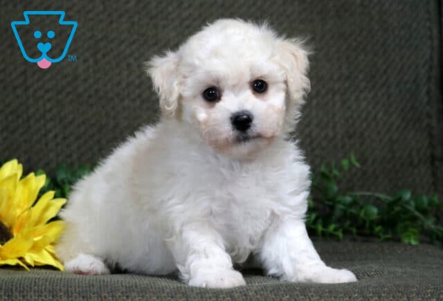 Kash Bichon image