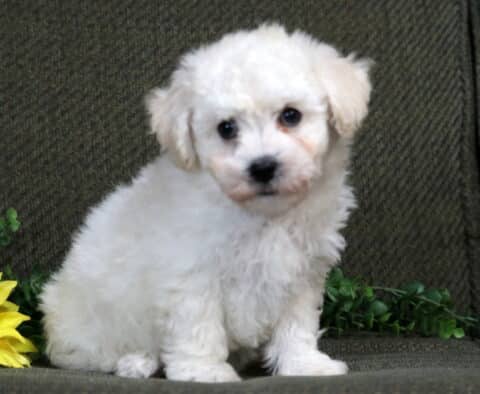 Kat Bichon