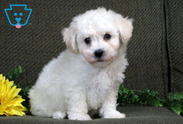 Kat Bichon image