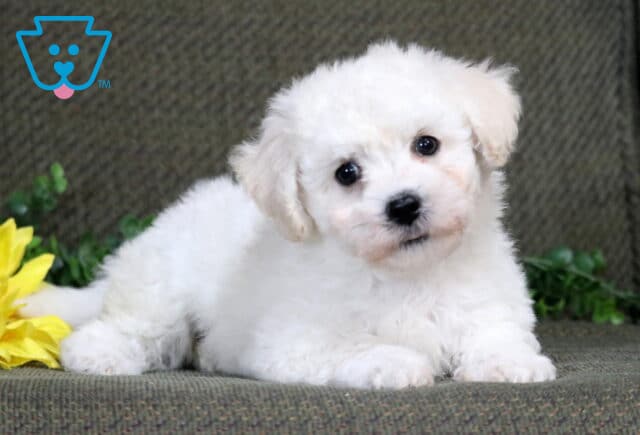 Kat Bichon2 image
