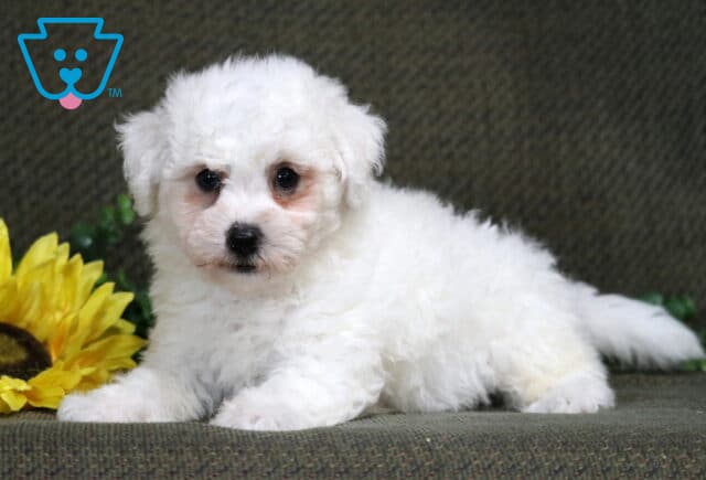 Kendrick Bichon image
