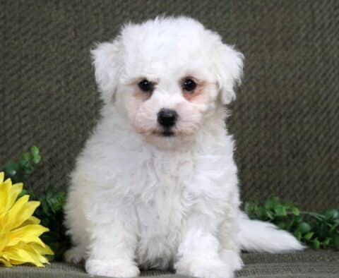 Kendrick Bichon2