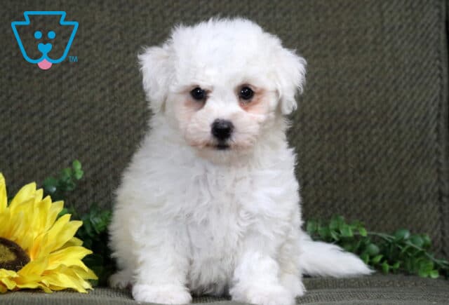 Kendrick Bichon2 image