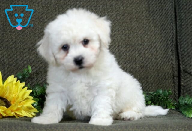 Kennedy Bichon image