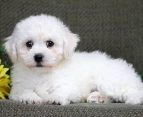 Kennedy Bichon2