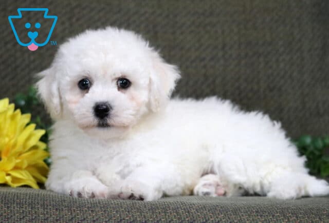 Kennedy Bichon2 image