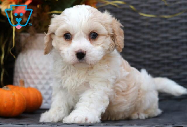 Fluffy Cavachon puppy with cream and light tan fur sitting with one paw forward, looking sweetly at the camera next to a small pumpkin. image