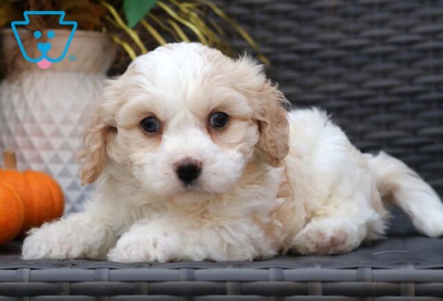 Adorable Cavachon puppy with fluffy cream and tan fur lying down with front paws out, gazing sweetly at the camera beside a small pumpkin. image