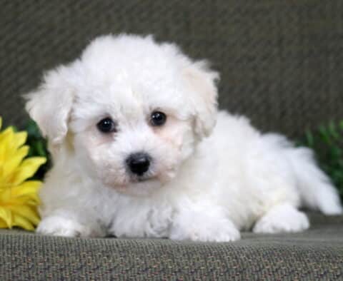 King Bichon