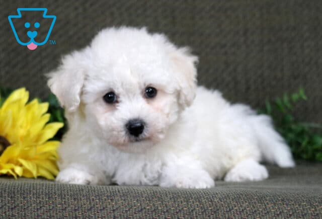 King Bichon image