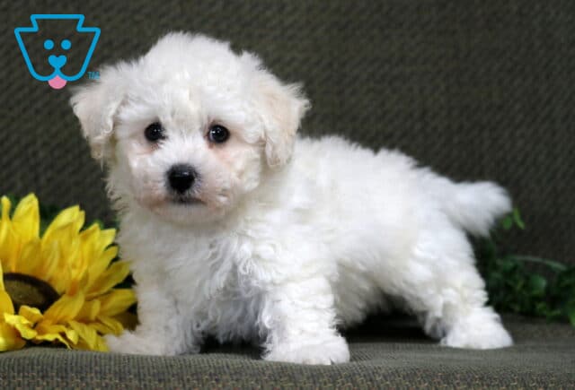 King Bichon.2 image
