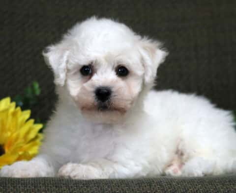 Kipper Bichon