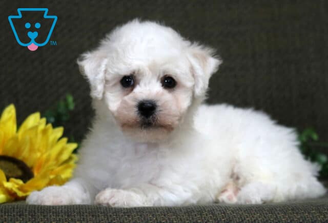 Kipper Bichon image