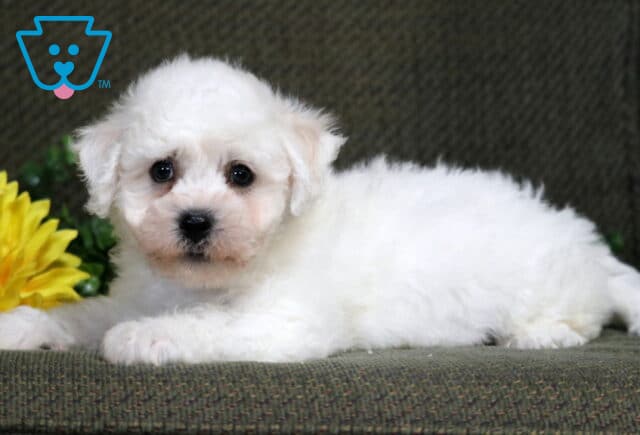 Kipper Bichon2 image