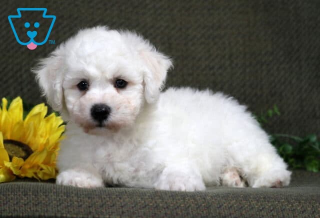 Kobe Bichon image