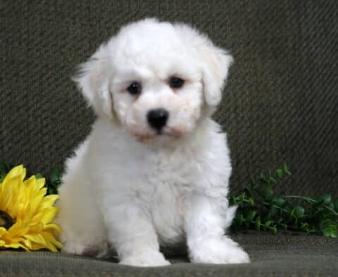 Kobe Bichon2