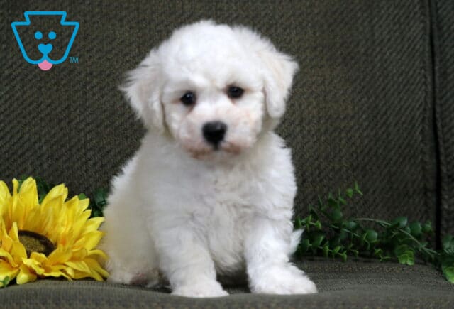 Kobe Bichon2 image