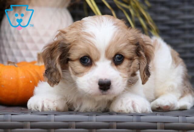 Sweet Cavachon puppy with fluffy tan and white fur lying down on a wicker chair, gazing softly into the camera with dark round eyes beside a small pumpkin. image