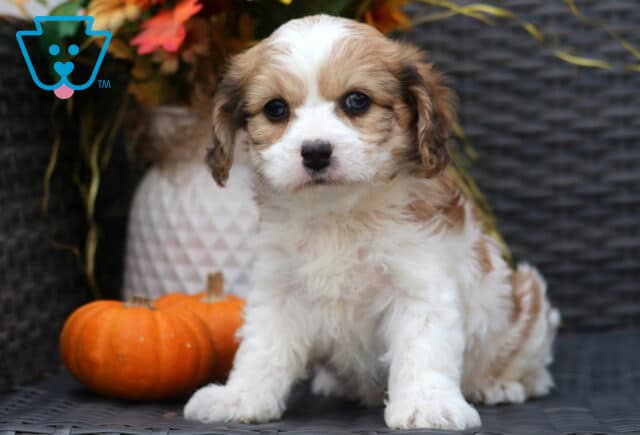 Adorable Cavachon puppy with fluffy cream and tan coat sitting on a wicker chair, looking curiously at the camera with soft dark eyes beside two small pumpkins. image