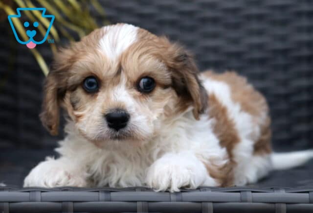 Sweet Cavachon puppy with fluffy white and tan fur lying down on a wicker chair, gazing up with big round eyes, fall decorations in the background.I’m image