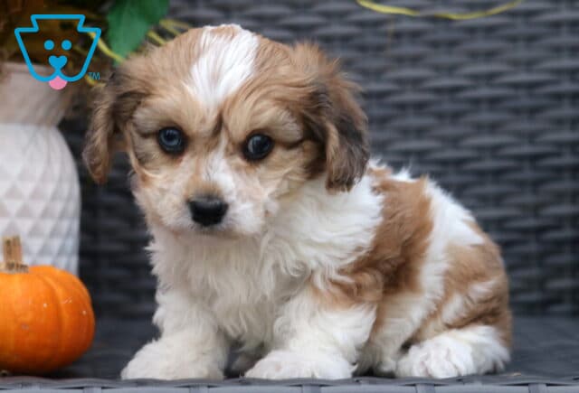 Adorable Cavachon puppy with fluffy tan and white fur sitting on a wicker chair, gazing up with big dark eyes beside a small orange pumpkin. image