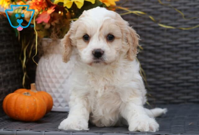 Sweet Cavachon puppy with cream and white fluffy fur sitting on a wicker chair, gazing calmly at the camera beside a small orange pumpkin and fall flowers. image