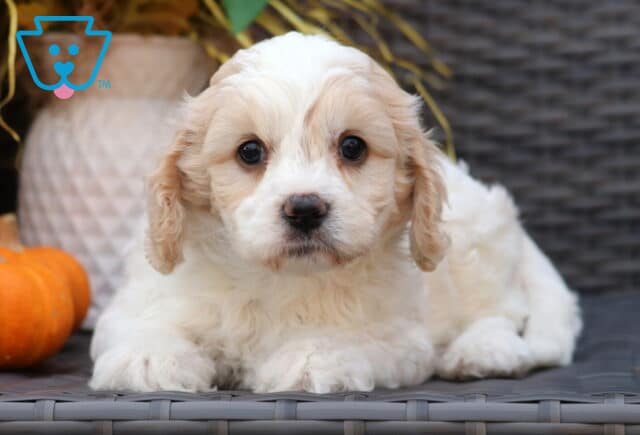 Adorable Cavachon puppy with soft cream and white fur lying down on a wicker chair, gazing sweetly at the camera beside a small orange pumpkin and fall flowers. image