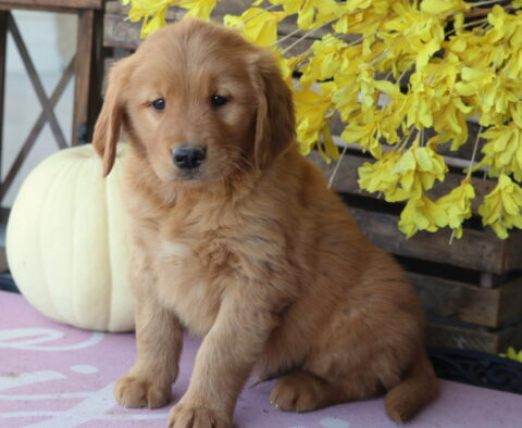 Landon Golden2